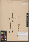 Foto von Salix aurita L. x Salix caprea L.